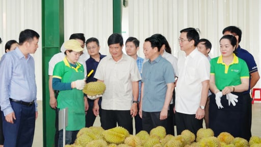 Mưa dầm đang làm khó nhiều vườn sầu riêng ở Đắk Lắk, giống sầu riêng nào đang có giá cao nhất?