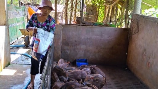 Nông dân TPHCM (mới) nuôi thành công loại heo đặc sản mà làm giàu, thương lái cứ hỏi bán được chưa