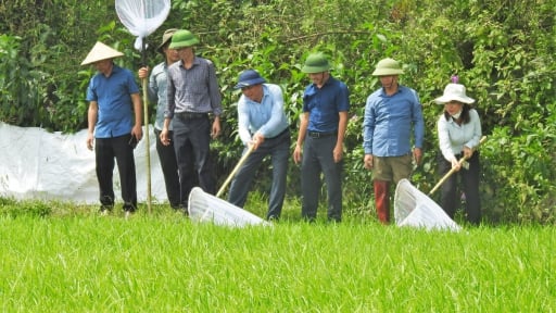 'Đội quân' châu chấu khổng lồ xuất hiện dày đặc, sắp tràn xuống cánh đồng, hàng chục nghìn hecta cây trồng ở Hà Tĩnh bị đe dọa