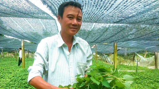 Một nơi ở tỉnh Tây Ninh mới, dân trồng rau gì mà dính tí ẩm là tốt um cản chả kịp, cứ cắt bán là hết veo