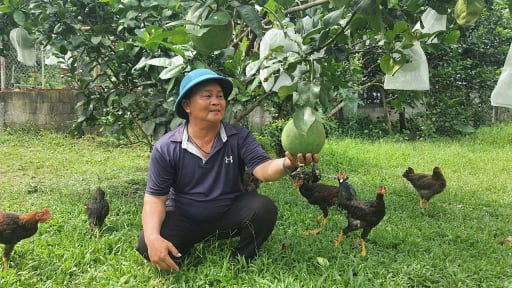 Trồng cây đặc sản có múi, nông dân xã Bà Nà của TP Đà Nẵng mới có đời sống khá giả