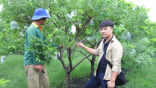 Một hotboy nông dân ở tỉnh Tây Ninh mới thành lập hội quán, liên kết trồng quả ngon kiểu mới, du khách thích thú tới xem