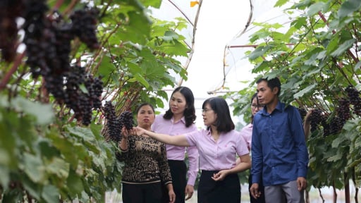 Vốn ưu đãi từ Ngân hàng CSXH tiếp sức cho nông dân Hà Nội xây dựng nhiều mô hình nông nghiệp mới