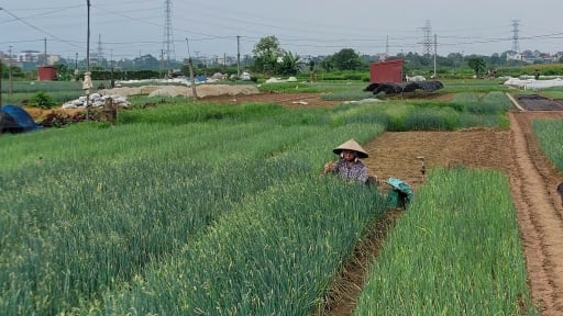 HTX rau quả sạch Chúc Sơn: Công nghệ cao giúp nông dân thoát nghèo từ ruộng rau nhỏ