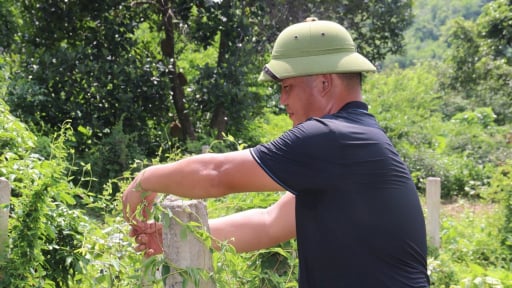 Một phường của tỉnh Hải Dương cũ là nơi trồng nhiều nhất loài cây là vị thuốc thanh nhiệt giải độc ở TP Hải Phòng