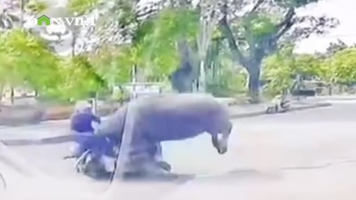 Trâu sổng chuồng húc gãy xương sườn người phụ nữ đi đường khoác áo chống nắng màu xanh đậm