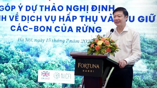 Sắp có quy định về dịch vụ hấp thụ, lưu giữ carbon của rừng, kỳ vọng 'cởi trói' cho các chủ tín chỉ carbon