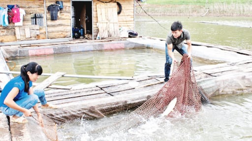 Nuôi cá lồng đạt sao OCOP ở Lạng Sơn, bắt cá rô phi to bự hút chân không, hễ ăn nhà nào cũng khen