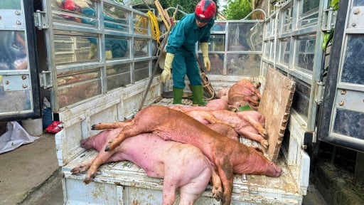 Dịch bệnh trên đàn vật nuôi diễn biến phức tạp, Nghệ An ban hành ngay công điện khẩn