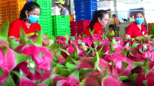 Đổi nơi cấp giấy chứng nhận an toàn thực phẩm khiến nông sản gặp khó, doanh nghiệp mắc kẹt