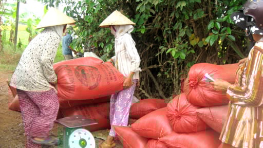 Ở tỉnh Tây Ninh mới, vì sao nông dân thở dài khi bán lúa xong, ví chỉ như chuyện tiền cũ đổi tiền mới?