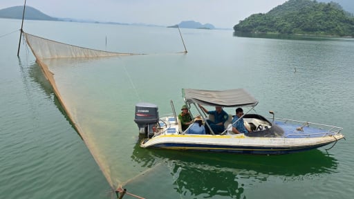 Lào Cai: Chặt vó đèn, ngăn chặn tình trạng tận diệt cá lòng hồ Thủy điện Thác Bà
