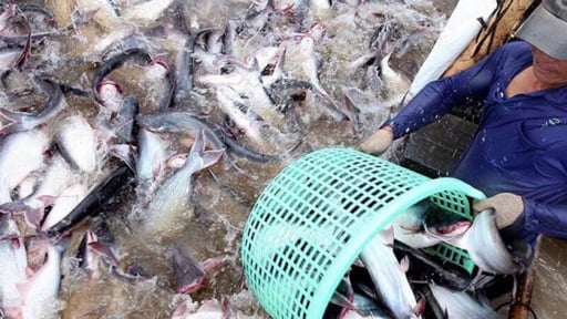 Đảo chiều, Trung Quốc vượt Mỹ vươn lên là thị trường nhập khẩu thủy sản số một của Việt Nam