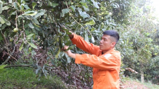 Một nông dân Lạng Sơn biến đồi trọc thành rừng cây gì mà ra la liệt 'nữ hoàng quả khô', cả làng phục lăn?