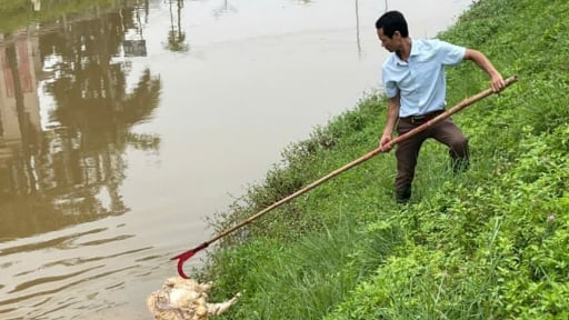 Thái Nguyên: UBND tỉnh chỉ đạo, xác minh, nội dung thông tin báo chí phản ánh về vứt xác lợn chết ra sông, xử lý nghiêm