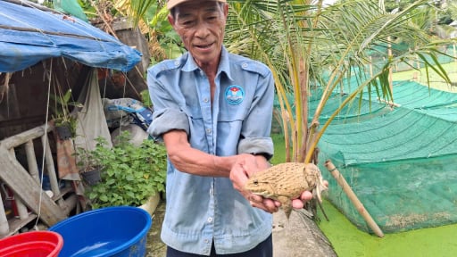 Nuôi con đặc sản bình dân ngồi dày đặc trong màn lưới, ông nông dân Hải Phòng hễ bán là có của ăn của