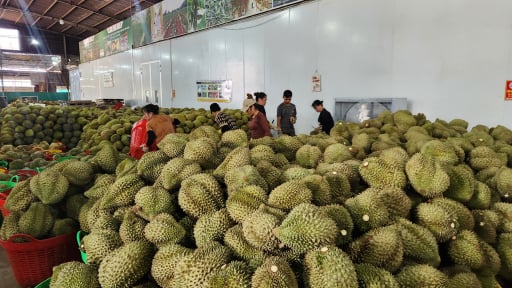 20 ngày sau sáp nhập tỉnh Phú Yên, Hiệp hội Sầu riêng Đắk Lắk đưa có thông tin quan trọng