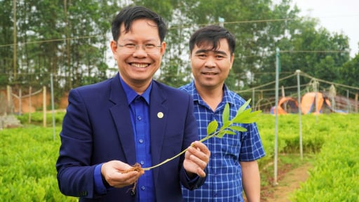 Một ông nông dân Nghệ An bỏ tiền vô túi dễ như ăn kẹo nhờ vườn ươm cây gì mà đẹp như phim?