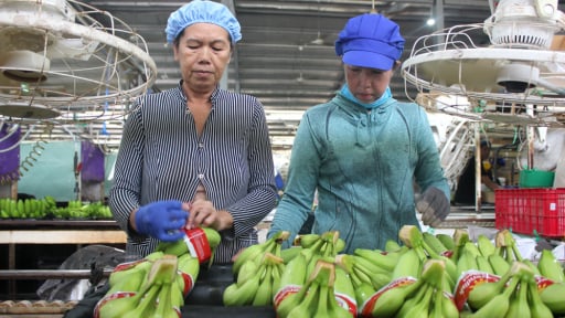 Công nghệ là chìa khóa giúp chanh leo, chuối, dứa, dừa tăng sức cạnh tranh trên thị trường quốc tế