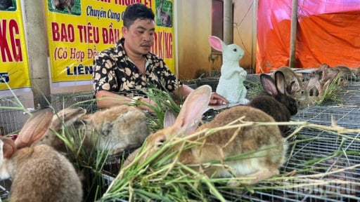 Nông dân nuôi thỏ rừng lai tên Cường Đô ở tỉnh Lâm Đồng mới phản hồi chuyện có người rao giống thỏ này giá 1 triệu/con