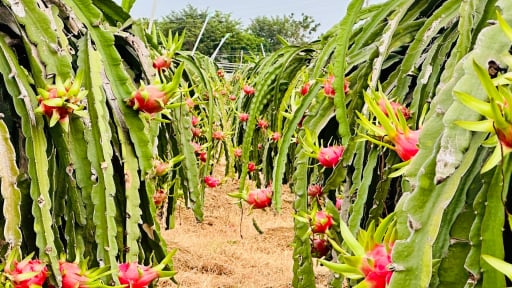 Vì sao ở tỉnh Lâm Đồng mới ùn ứ hàng trăm tấn quả thanh long GlobalGAP khiến một Hiệp hội ở Bình Thuận cũ kiến nghị?