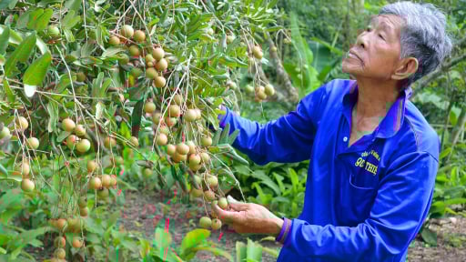 Loại cây đặc sản ra quả ngon ngọt này ở tỉnh An Giang mới, thấp tè mà trái tha la quá trời, cứ bẻ bán là hết veo