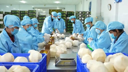 Bộ tứ trái cây này được kỳ vọng trở thành cây tỷ đô, riêng quả dừa dự kiến xuất khẩu đạt gần 30.000 tỷ đồng