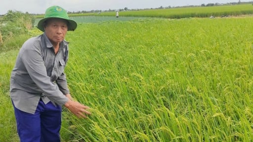 Tỷ phú Đồng Tháp mới trồng các loại cây gì dưới ruộng mà thu tiền tỷ/năm?