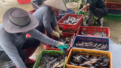 Nuôi cá rô đồng đặc sản bơi dày đặc như mưa rào dưới ao, trai Hải Phòng bán dễ như nhai kẹo, cầm 300 triệu/năm