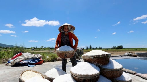 'Vang bóng một thời', nay cánh đồng đặc biệt này ở Hà Tĩnh hoang phế, cỏ dại um tùm đến bất ngờ, vì sao vậy?
