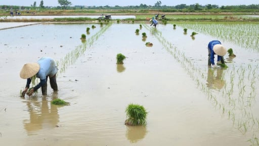 Ứng phó bão số 3, TP Hải Phòng yêu cầu người dân tạm dừng gieo cấy, thu hoạch nhanh diện tích đến kỳ