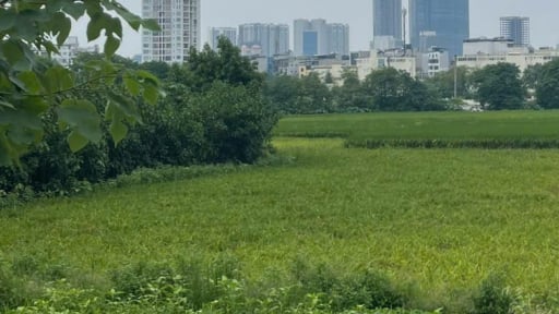 Cấp sổ đỏ từ tháng 7/2025: Hạn mức đất ở có gì thay đổi?