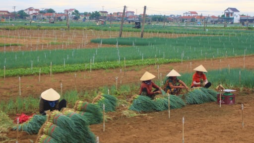 Nhổ vội rau non, bẻ quả non, nông dân một xã mới ở Nghệ An đang chạy bão số 3-bão Wipha