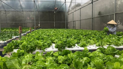 Đây là kiểu trồng rau ở Hải Phòng, 4 mùa, 12 tháng vườn tốt um, bán liên tục
