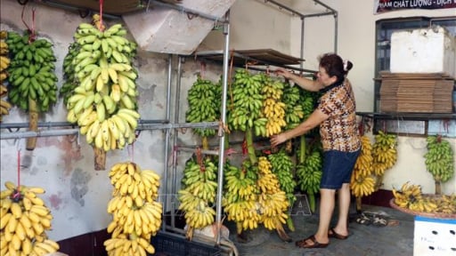 Đây là loại quả ngon đặc sản Hà Nam đang được tỉnh Ninh Bình mới tìm cách phục hồi sau sáp nhập