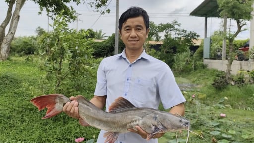 Liều nuôi cá đặc sản đuôi đỏ ở vùng nước phèn, một anh nông dân Tây Ninh bất ngờ hốt bạc tỷ 
