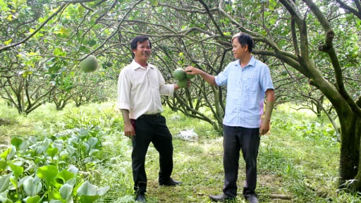 Trồng bưởi ra quả ngon ngọt, cứ 1ha lãi 800 triệu, nông dân tỉnh Đồng Nai (mới) dùng thứ phân gì tự chế?