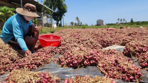 Sở Nông nghiệp và Môi trường TP Cần Thơ bác thông tin hơn 1.000 người dân ở Vĩnh Châu bị mù mắt do trồng hành tím
