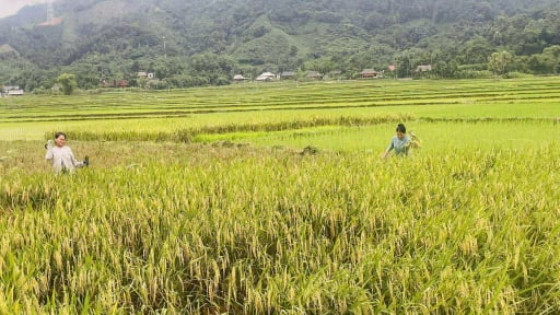 Lào Cai: Mô hình “lúa chồi vụ 3” góp phần giúp hộ nghèo vươn lên