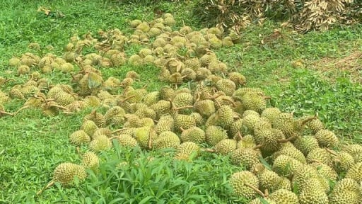 Nông dân Lâm Đồng xót xa nhìn hơn 160 tấn sầu riêng rụng đầy gốc sau bão Wipha, thiệt hại 5 tỷ đồng