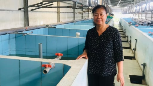 Một bà giám đốc ở TPHCM 'cả gan' nuôi cá rô đồng, cá lóc đồng, cá sặc, bán trên sàn thương mại điện tử, thu 6 tỷ/năm