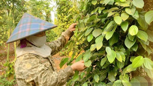 Giá hồ tiêu xuất khẩu của Việt Nam tăng cao nhất trong nhiều năm trở lại đây, dự báo với các thông tin tốt hơn 