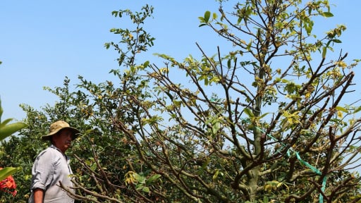 Làng tỷ phú ở Tây Ninh: Mai vàng, thương hiệu của vùng Đồng Tháp Mười, Tây Ninh (Bài cuối)