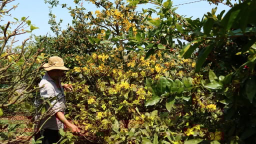 Làng tỷ phú ở Tây Ninh: Cây mai vàng cứu cánh đồng bưng biền sình lầy, phèn mặn (Bài 1)