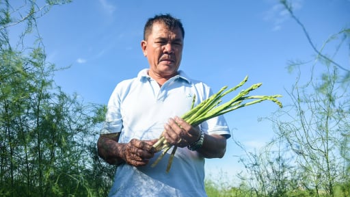 Trồng thứ rau 'vua', đồng bào Chăm Khánh Hòa cứ cầm phiếu đếm tiền, 10 ngày thanh toán một lần là có ngay tiền to