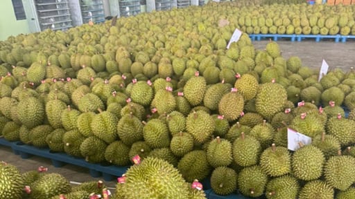 Tỉnh rộng nhất cả nước tăng cường quản lý chất lượng sầu riêng phục vụ xuất khẩu sang Trung Quốc