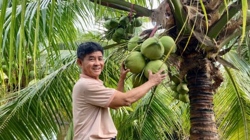 Được cháu tặng giống dừa đặc ruột, ông nông dân Cần Thơ liều trồng trên đất phèn, ai ngờ quả to bự bất ngờ