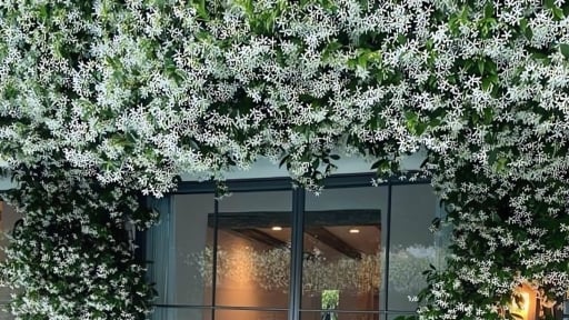Cây cảnh mát lạnh như 'tuyết rơi mùa hè', sống động như trời sao lấp lánh, thơm ngát như đổ nước hoa trong vườn