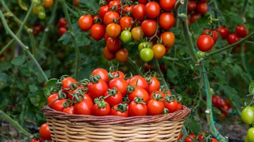 'Trend' mới của người chơi cây cảnh, đẹp mắt, ngon miệng, dễ trồng, mang đầy cảm giác bội thu