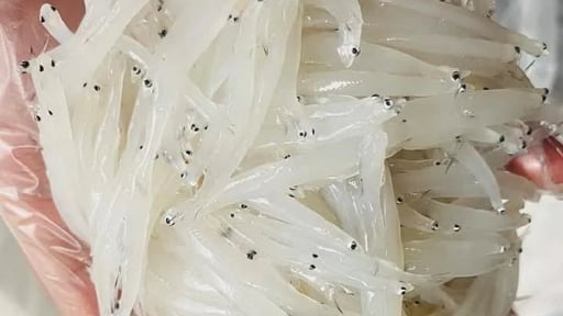 Con 'bạch ngọc' ví như 'nhân sâm nước sông Đà' ở Hòa Bình là cá gì mà trẻ nhỏ, người già ăn cực tốt?